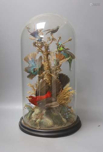 A Victorian taxidermic group of exotic birds, under a glass ...