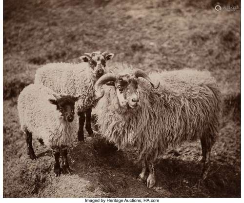 Unknown Artist (19th Century) Black-faced Sheep