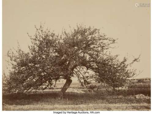 Eugene Cuvelier (French, 1837-1900) Fruit Tree,