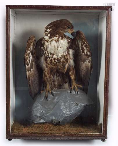 TAXIDERMY; CASED BROWN EAGLE