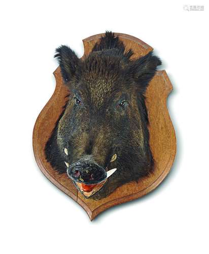 TAXIDERMY