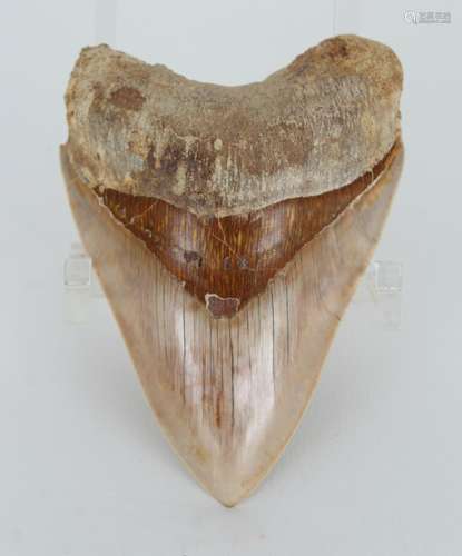 Megalodon Shark Tooth