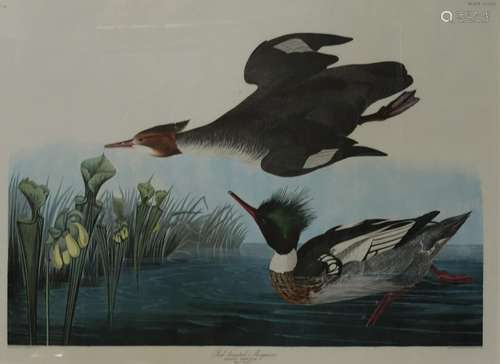 Audubon Print