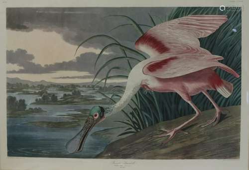 Audubon Print