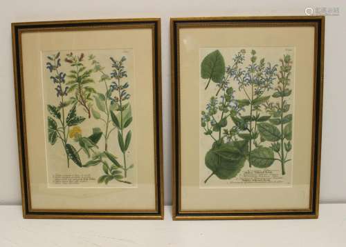 Pair of After Johann Weinmann Floral Studies.