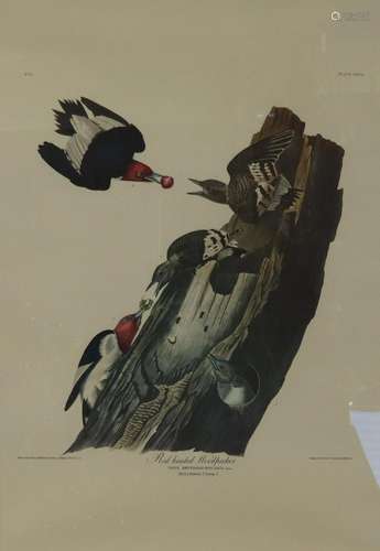 Audubon Print