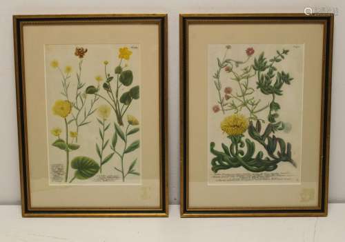 Pair of Hand Colored Botanical Engravings.