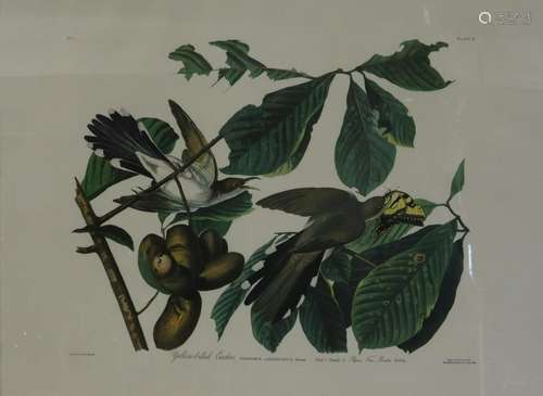 Audubon Print