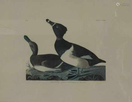 Audubon Print