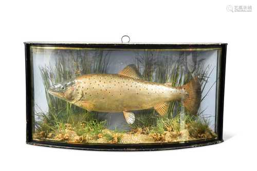 A George V cased and mounted trout,