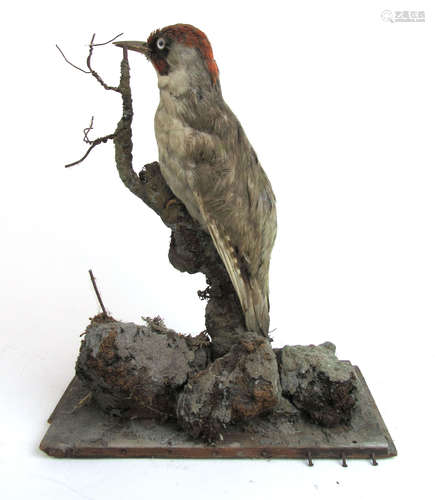 A late 19th century taxidermy study of a green woodpecker mo...