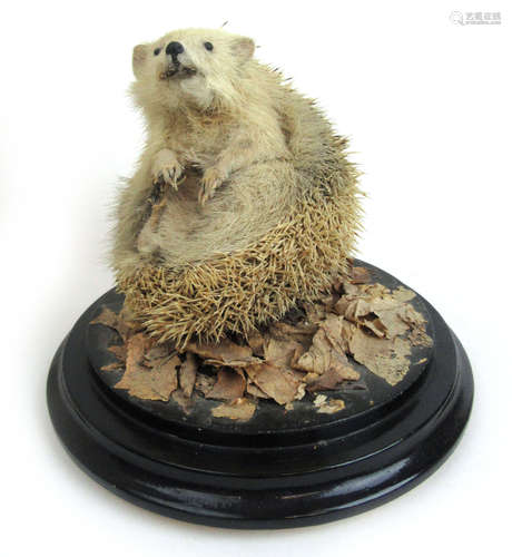 A taxidermy study of an albino hedgehog mounted on an ebonis...