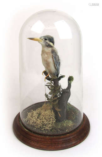 An early 20th century taxidermy study of a kingfisher under ...