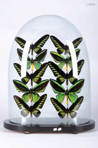 Lepidoptères - Papilllons - Cabinet de curiosité