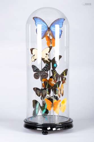 Lepidoptères - Papilllons - Cabinet de curiosité