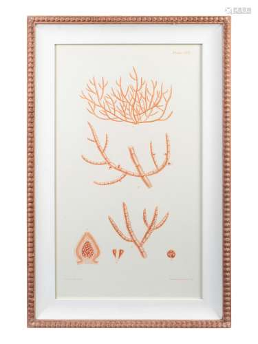 A Set of Three Framed Decorative Prints of Coral