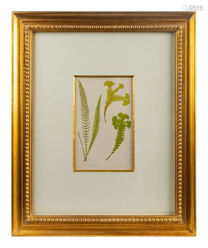 A Group of Eight Fern Botanical Engravings After Thomas