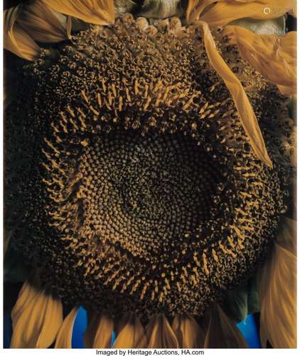 Chuck Close (American, 1940-2021) Sunflower, 198