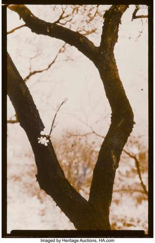 Josef Sudek (Czech, 1896-1976) Tree Study, circa