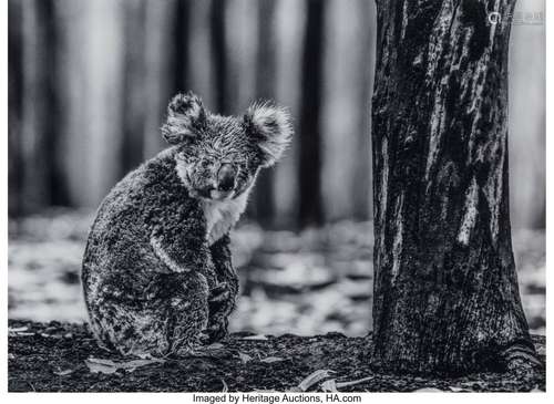 David Yarrow (British, 1966) Survivor (from Koal