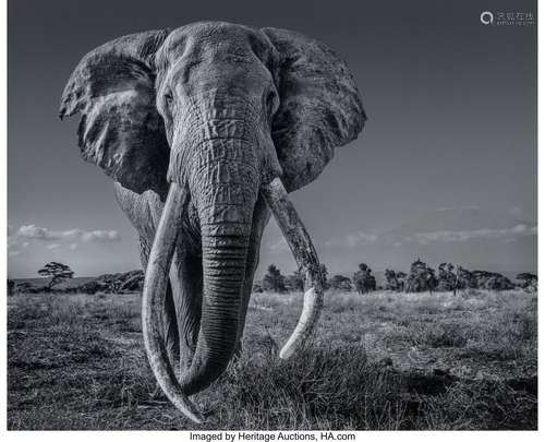 David Yarrow (British, 1966) Space for Giants, 2