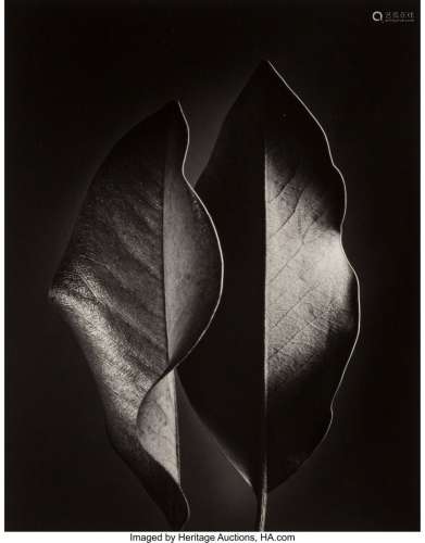 Ruth Bernhard (American, 1905-2006) Two Leaves,