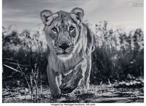 David Yarrow (British, 1966) Intent (Lioness), 2