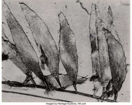 Edward Weston (American, 1886-1958) Seaweed, Car
