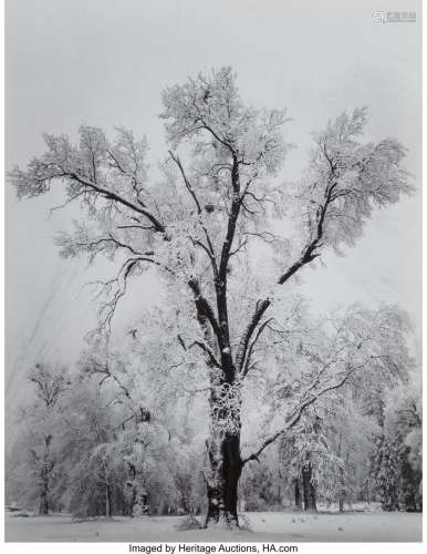 Ansel Adams (American, 1902-1984) Oaktree, Snows