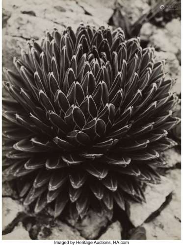 Brassaï (French, 1899-1984) Agave; Cactus (2 wo