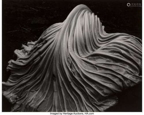 Edward Weston (American, 1886-1958) Cabbage Leaf