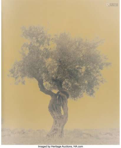 Ori Gersht (Israeli, 1967) Olive 11 (from Ghost