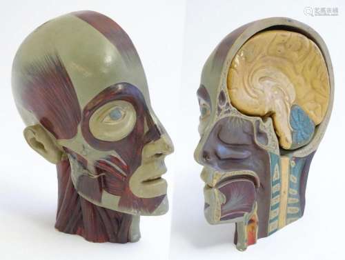 A 20thC educational model of half a human head showing the a...