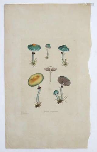 James Sowerby (1757-1822), Hand coloured copper engraving, A...