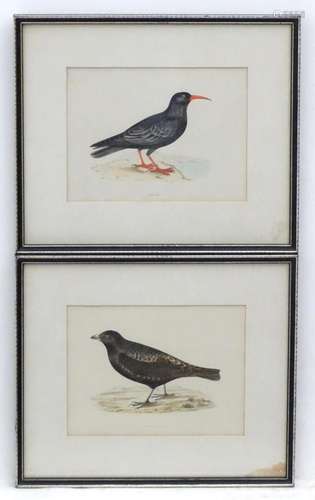 19th century, Ornithological School, Two hand coloured print...