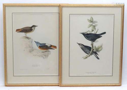 After John Gould (1804-1881), Ornithological School, Colour ...