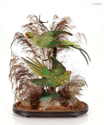 A preserved arrangement of parrots, amongst foliage under gl...