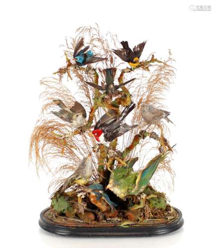 A cased arrangement of humming birds, under a glass dome, 63...