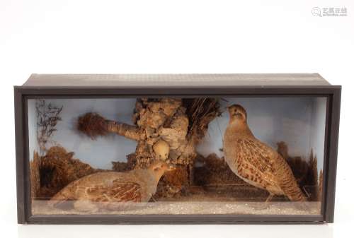 A cased and preserved arrangement of partridges, in the unde...