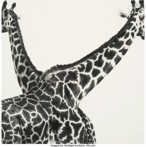 Herb Ritts (American, 1952-2002) Two Giraffes Cr