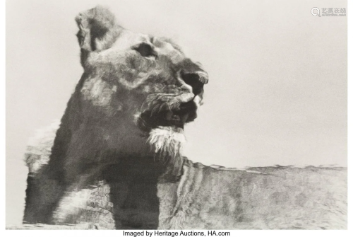 Herb Ritts (American, 1952-2002) Lioness Reflect