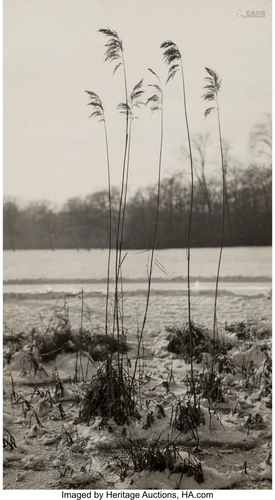 Fritz Henle (German, 1909-1993) Reed in the Ice,