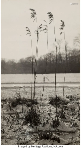 Fritz Henle (German, 1909-1993) Reed in the Ice,