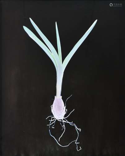 λ Susan Derges (British b. 1955), Bluebell (bulb) No. 1