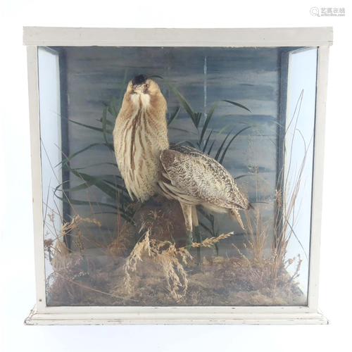 Late Victorian Taxidermy, a Bittern, mou