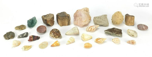 Collection of mineral specimens, petrified wood and sea