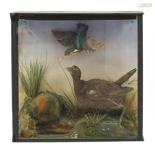 Taxidermy glazed display of a young moorhen and