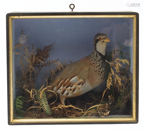 Taxidermy glazed display of a red legged partridge