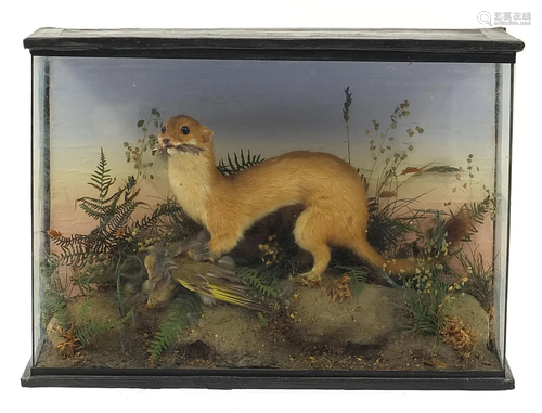 Taxidermy glazed display of a stoat with it's catch