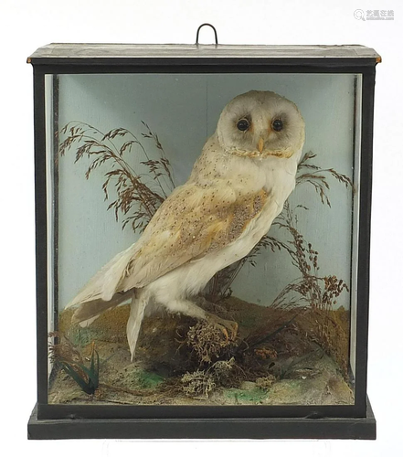 Taxidermy glazed display of a barn owl amongst foliage,